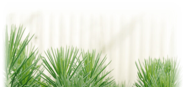 Catálogos de planta forestal – Viveros Fuenteamarga