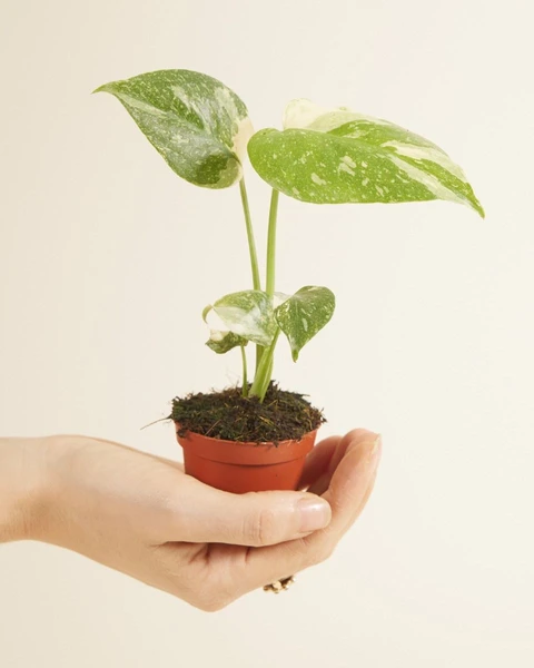 Acheter Monstera Thai Constellation S (Plante-gruyère) en ligne | PLNTS.com