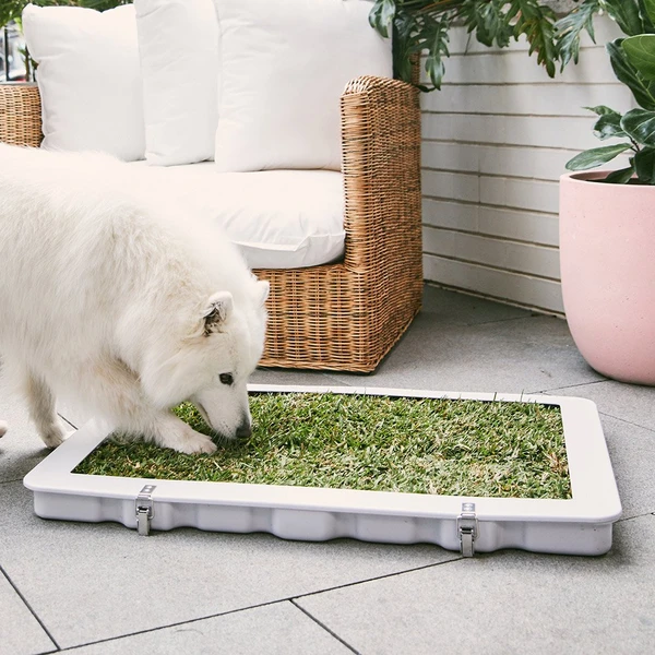 Starter Kit & 1 Grass