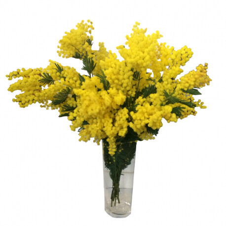  Mimosas