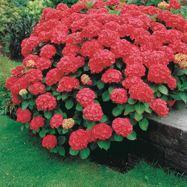 Hortensia rouge