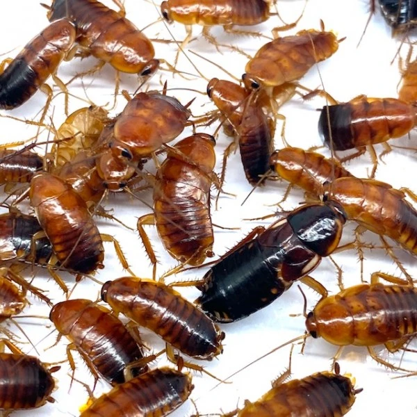 Blattes Red runner 50 - 70 Pièces