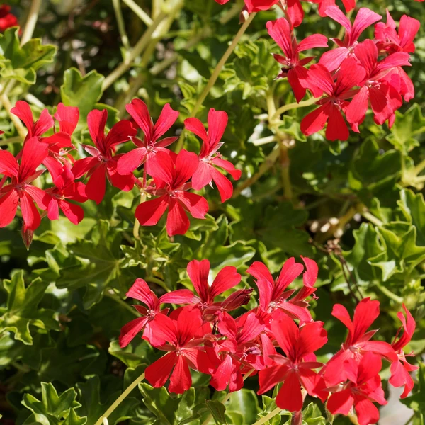 Géranium lierre rouge