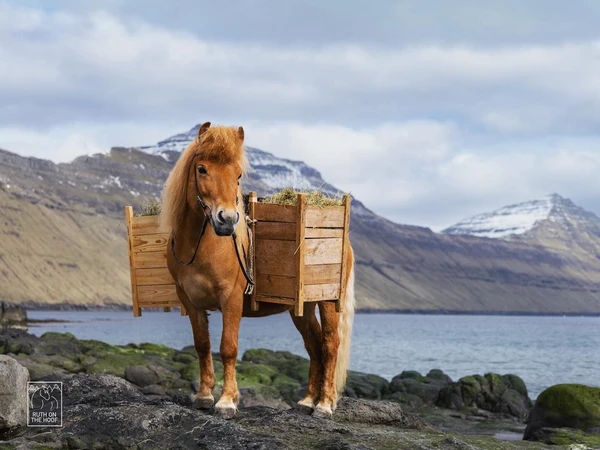 bat traditionnel des shetland 