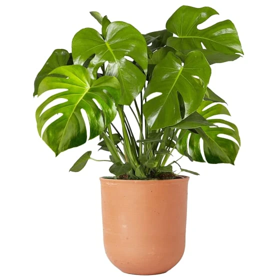 Plante D'Intérieur 40-50Cm En Pot | Monstera Deliciosa Faux Philodendron - GardenersDream - Gamm vert