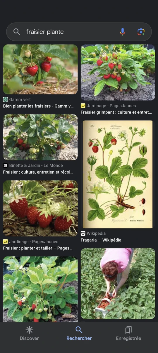Fraisier