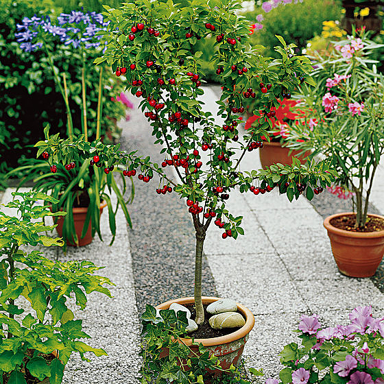 Mini Cerisier en pot 'Compact Stella' acheter | Bakker.com