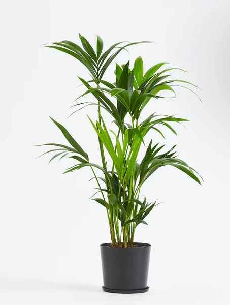 Kentia Palmier