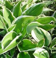 Hosta variées - Le pot de 3 litres