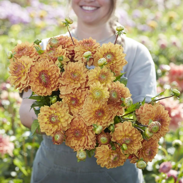 Dahlia Caramel - Décoratif à petites fleurs orange