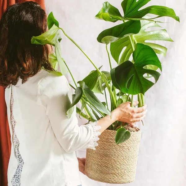 Une plante Monstera Deliciosa XL