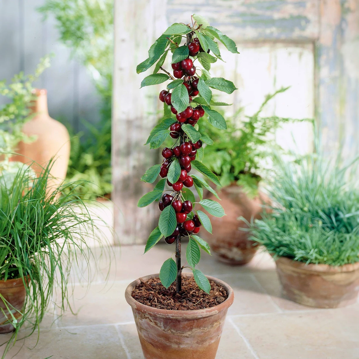 Mini-cerisier Sylvia