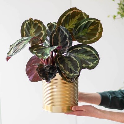 Calathea 'Medaillon' - Commander des plantes vertes en livraison partout en France | Bergamotte