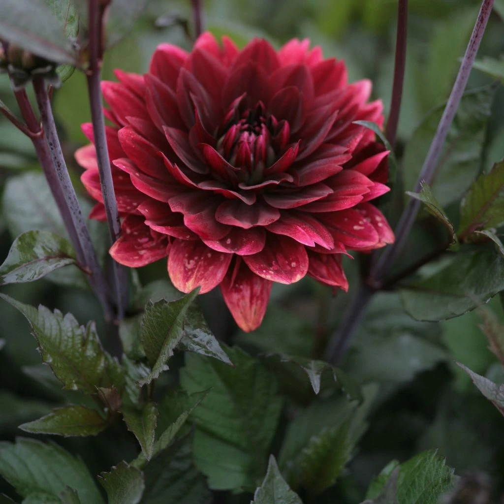 Dahlia After Dusk - Groupe décoratif, aux grosses fleurs doubles rouge sombre à voile argenté